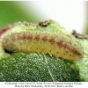 scolitantides orion larva2 rost